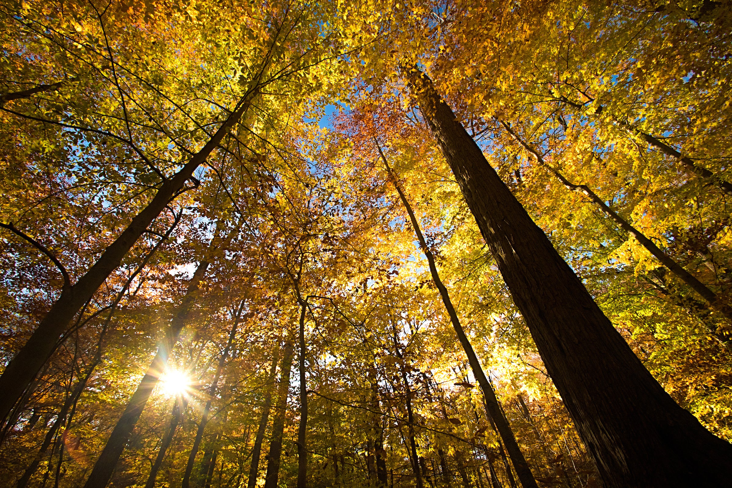 tall trees with orange and yellow foliage