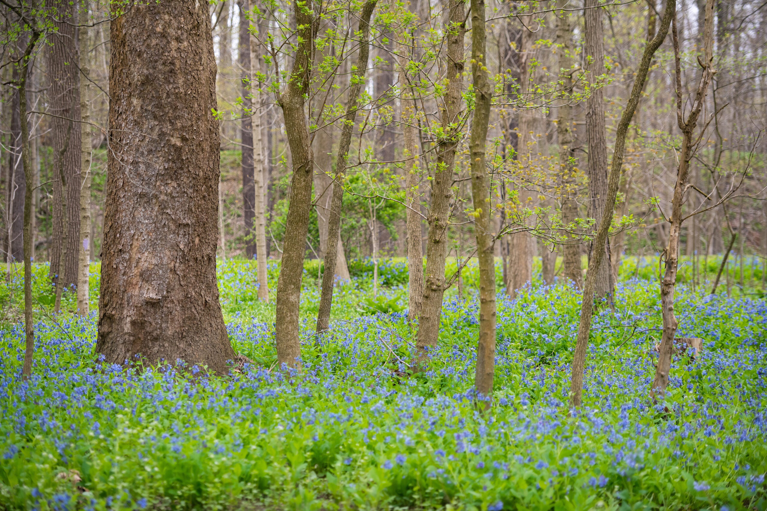 A forest with a variety of trees reflecting ESRT's leadership and innovation in sustainability and energy efficiency